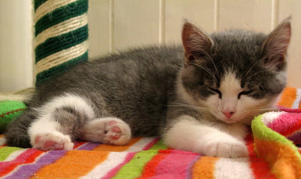 kitten