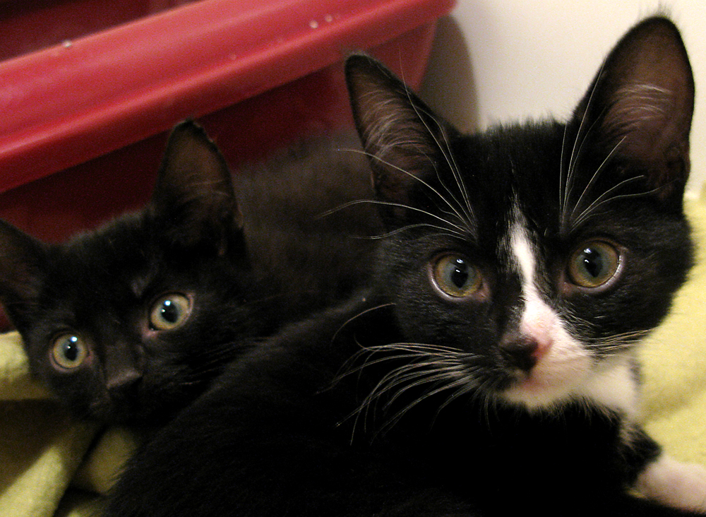 cats