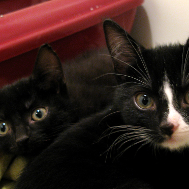 cats