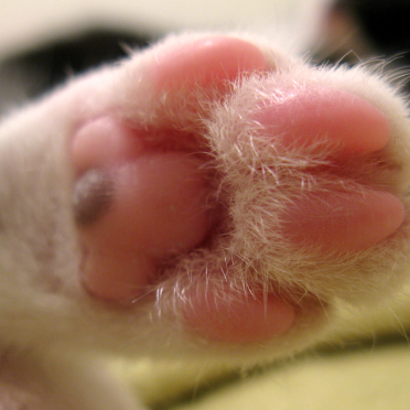 cat paw
