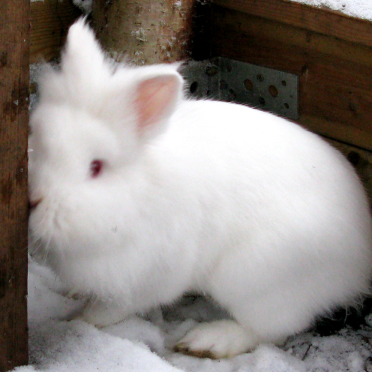 rabbit