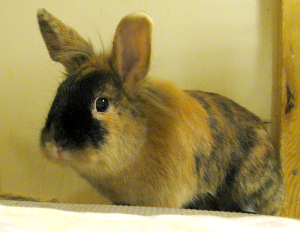 rabbit