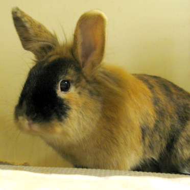 rabbit
