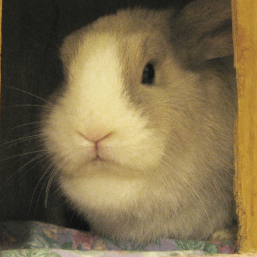 rabbit