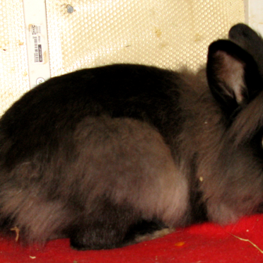 rabbit