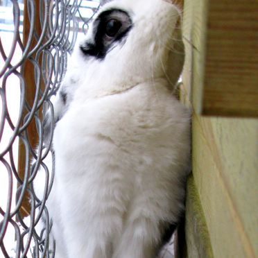 rabbit