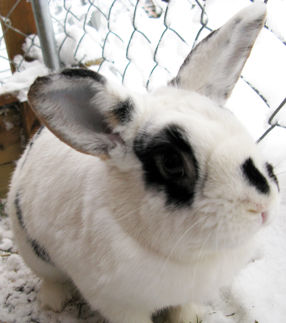 rabbit