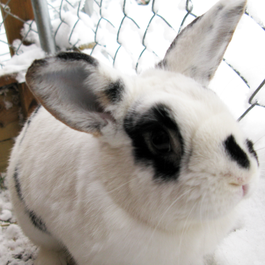 rabbit