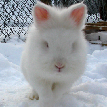 rabbit