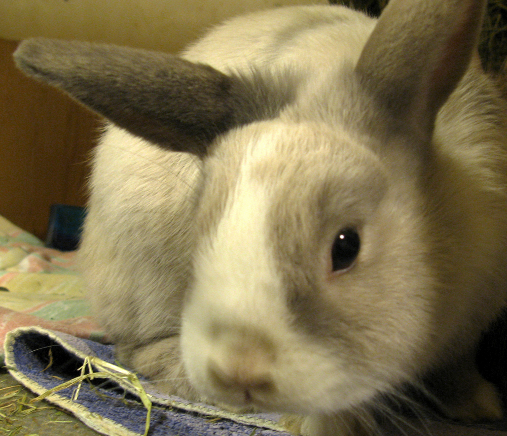 rabbit