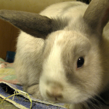 rabbit