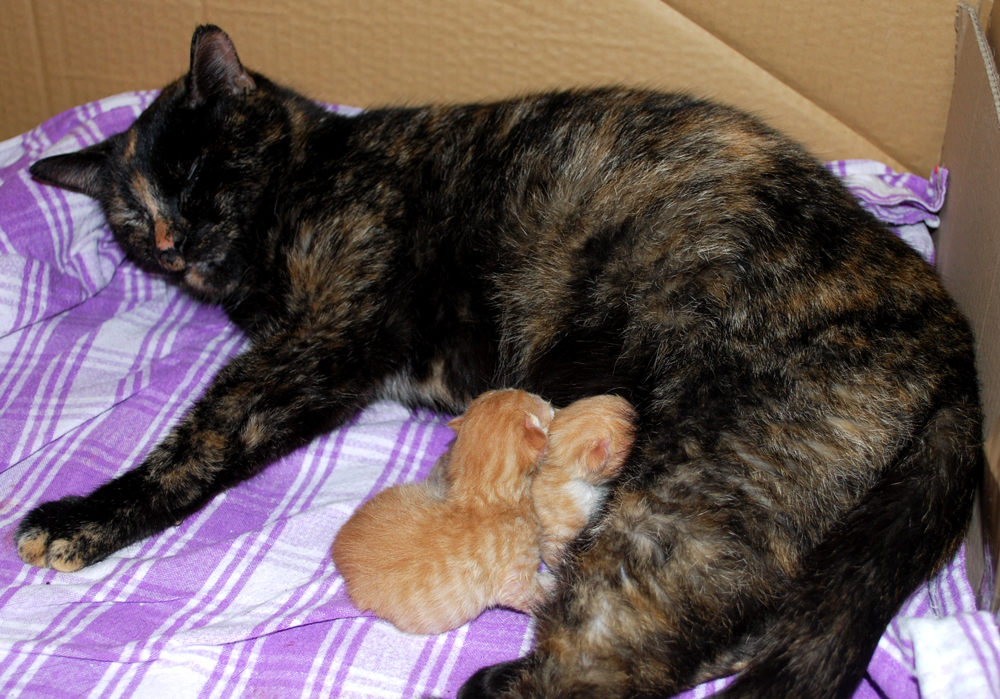 malin and her litter