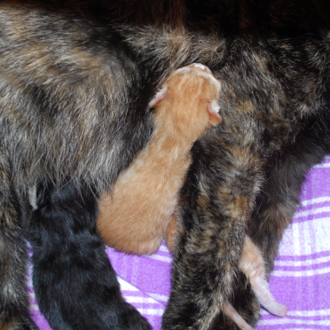 kindle of kittens