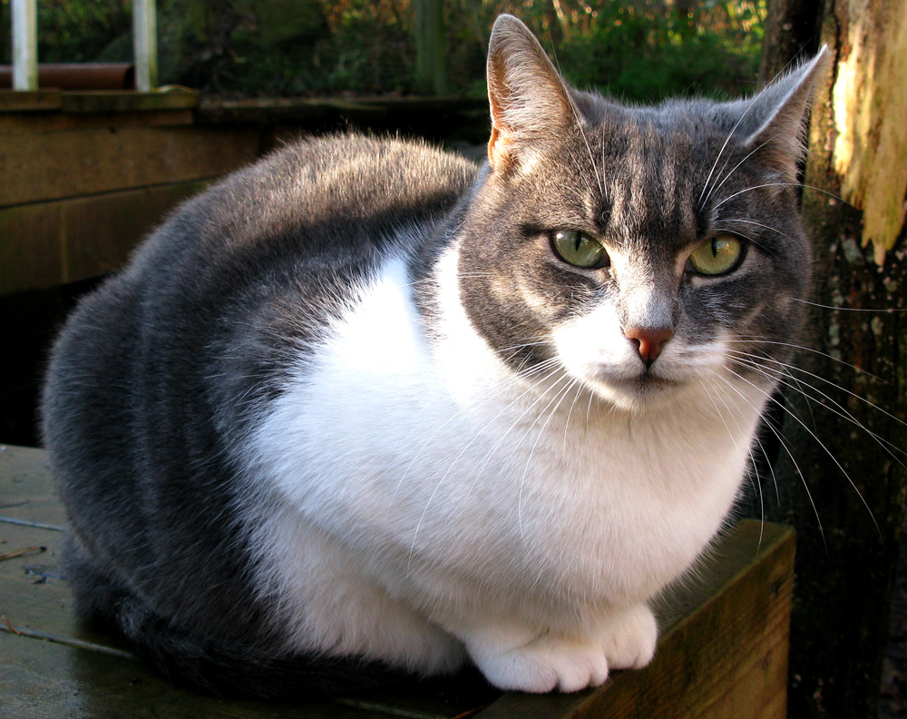 cat