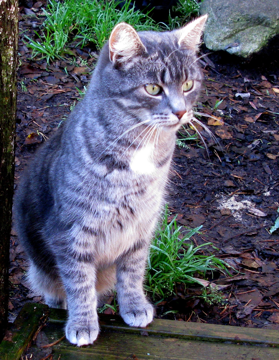 cat