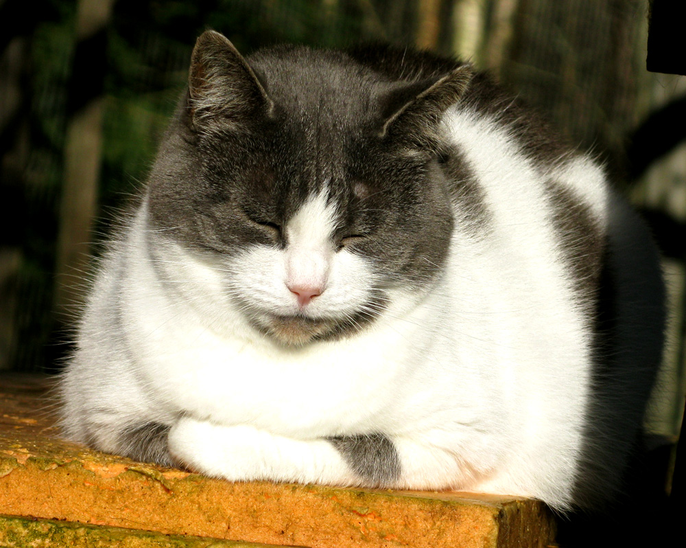cat