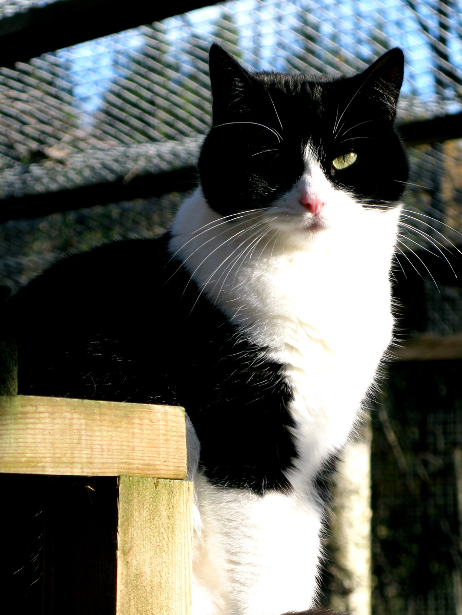 cat