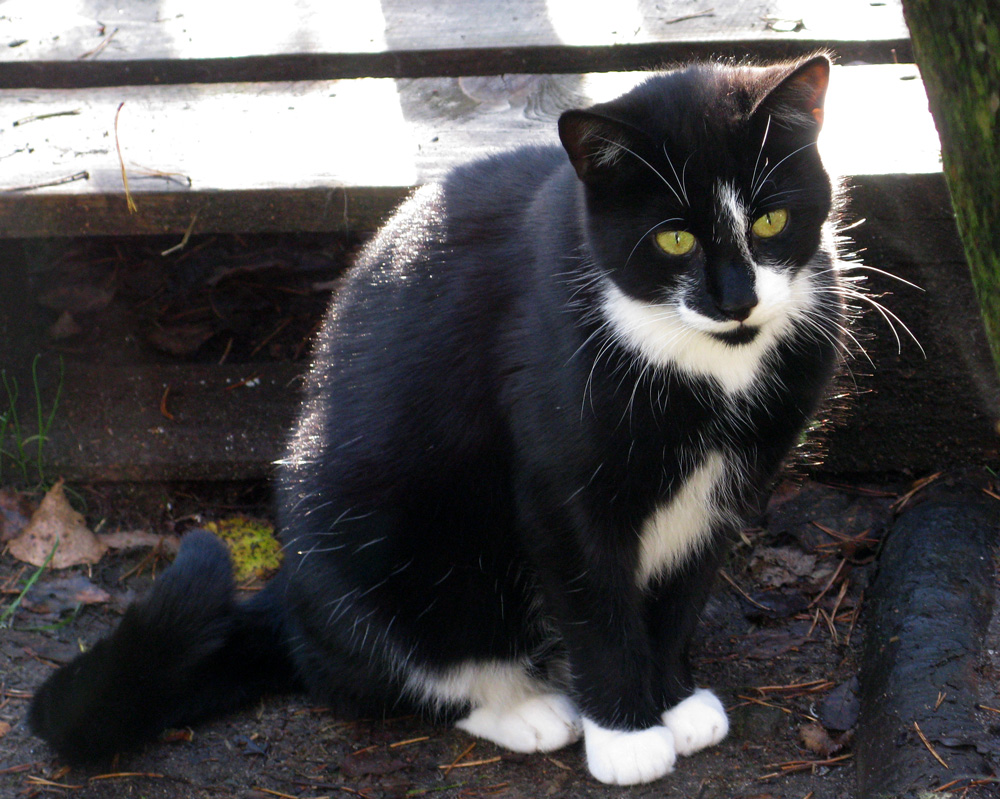 findus