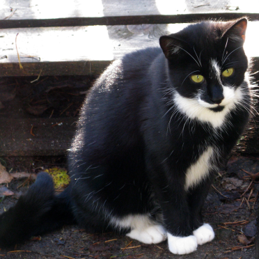 findus
