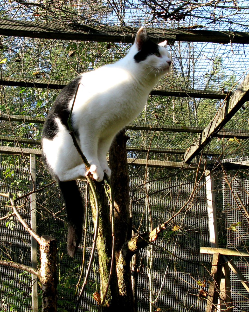 cat