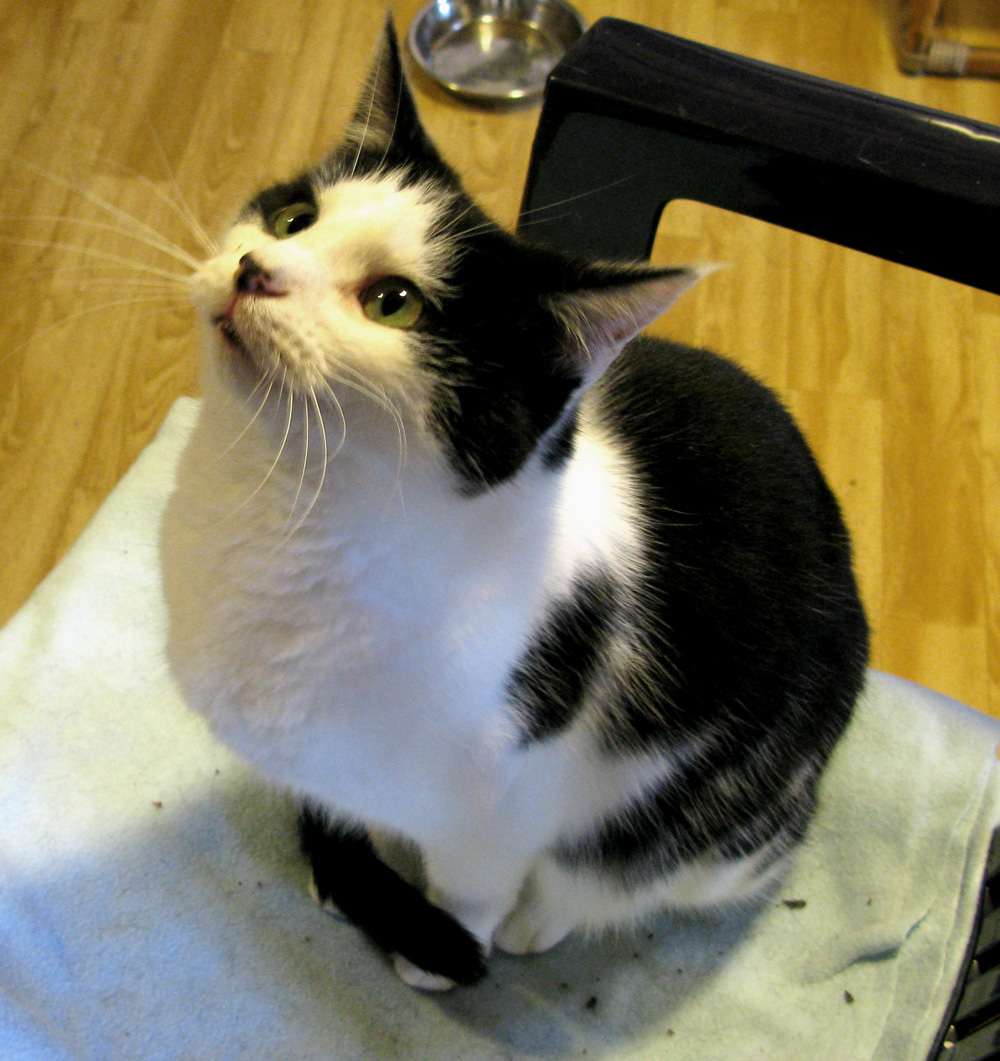 cat