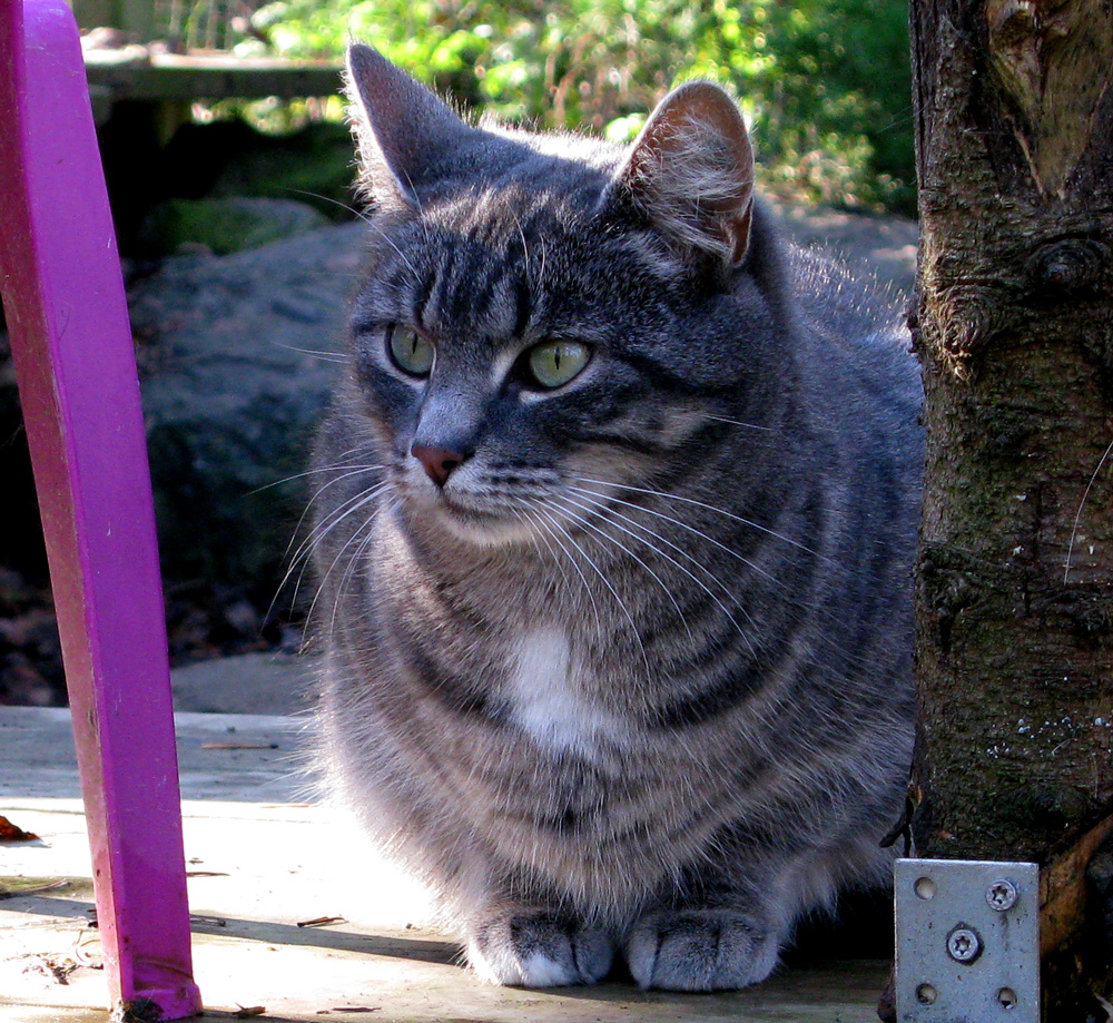 cat