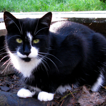 findus