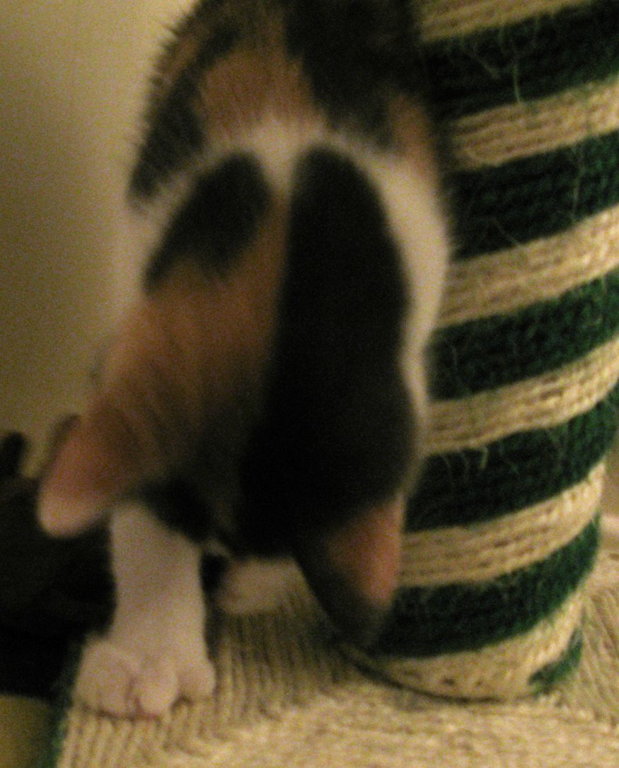 kittens