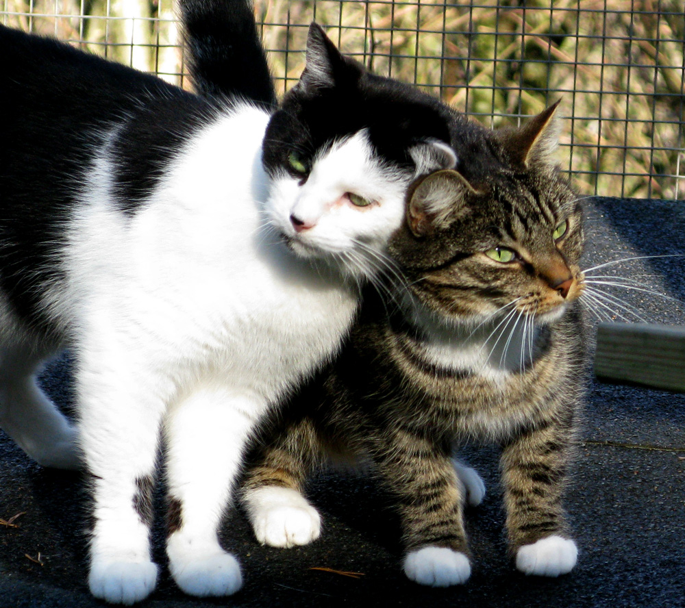 cats
