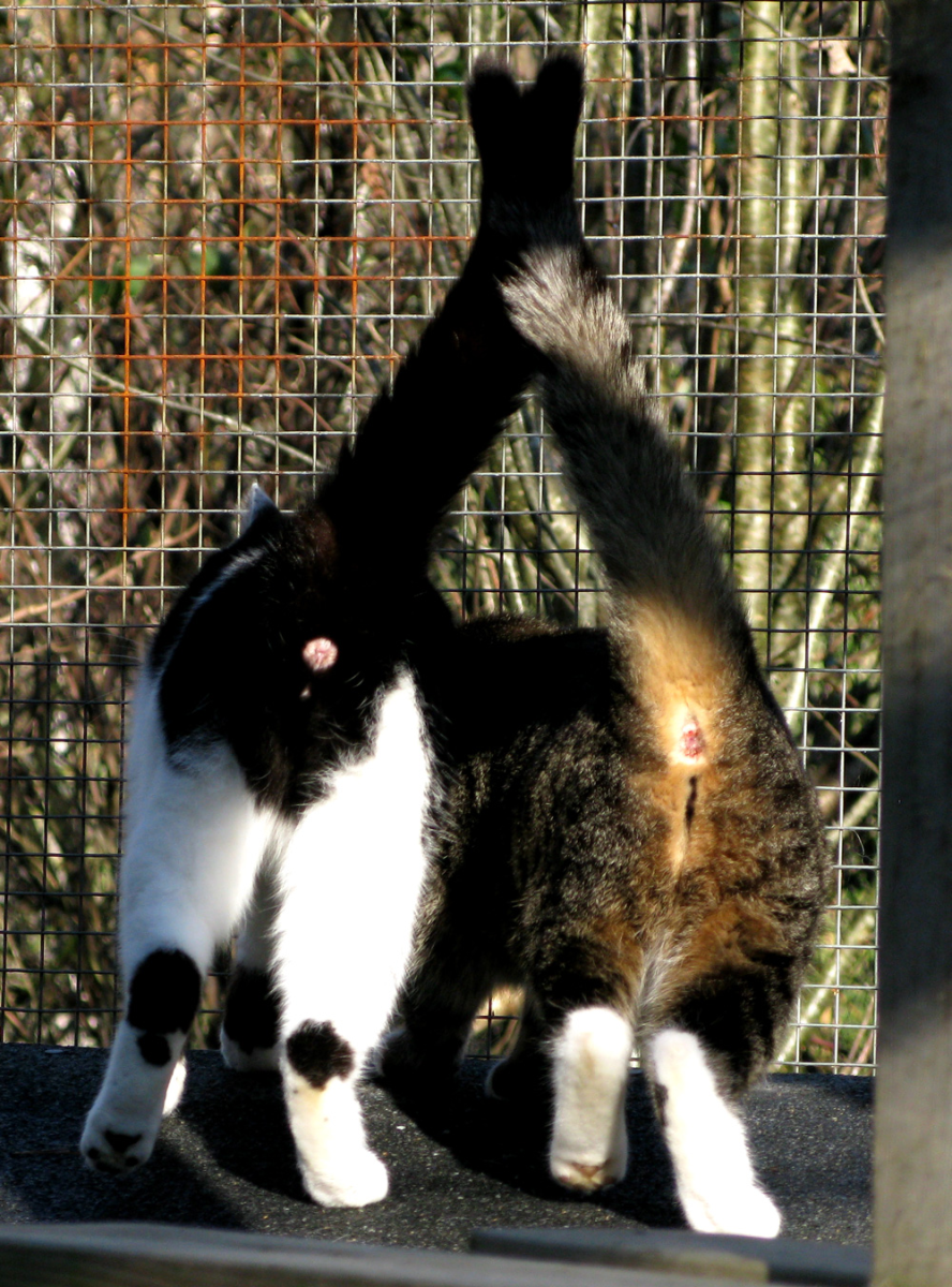 cats