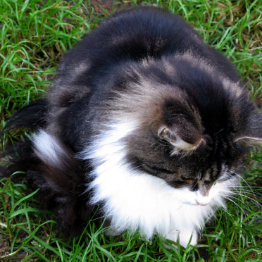 norwegian forest cat