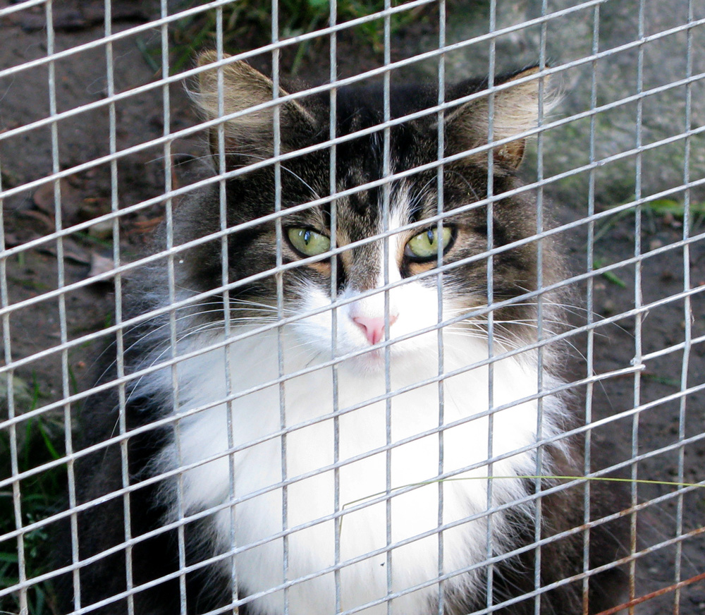 norwegian forest cat
