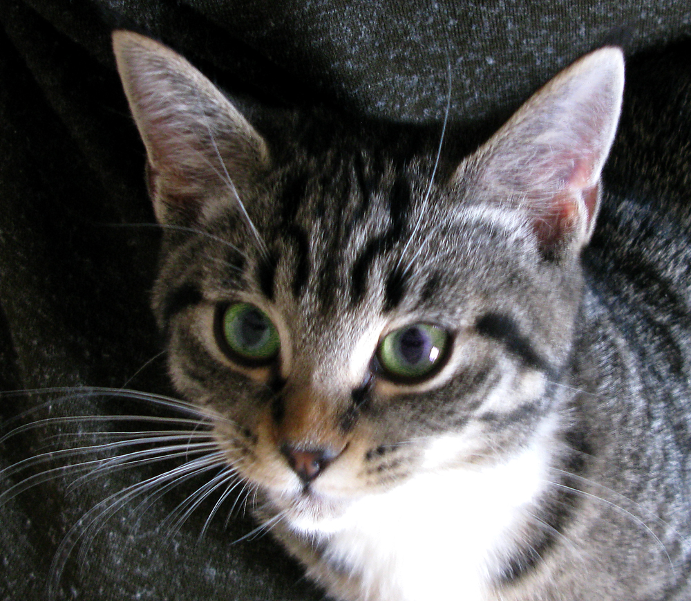 kitten