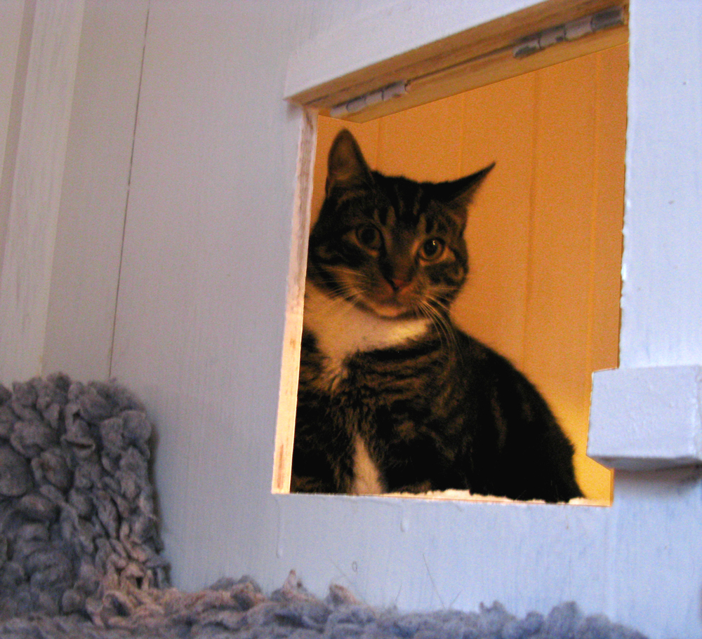 cat