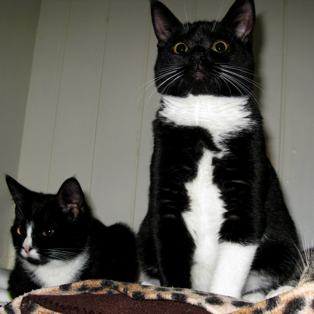 kittens