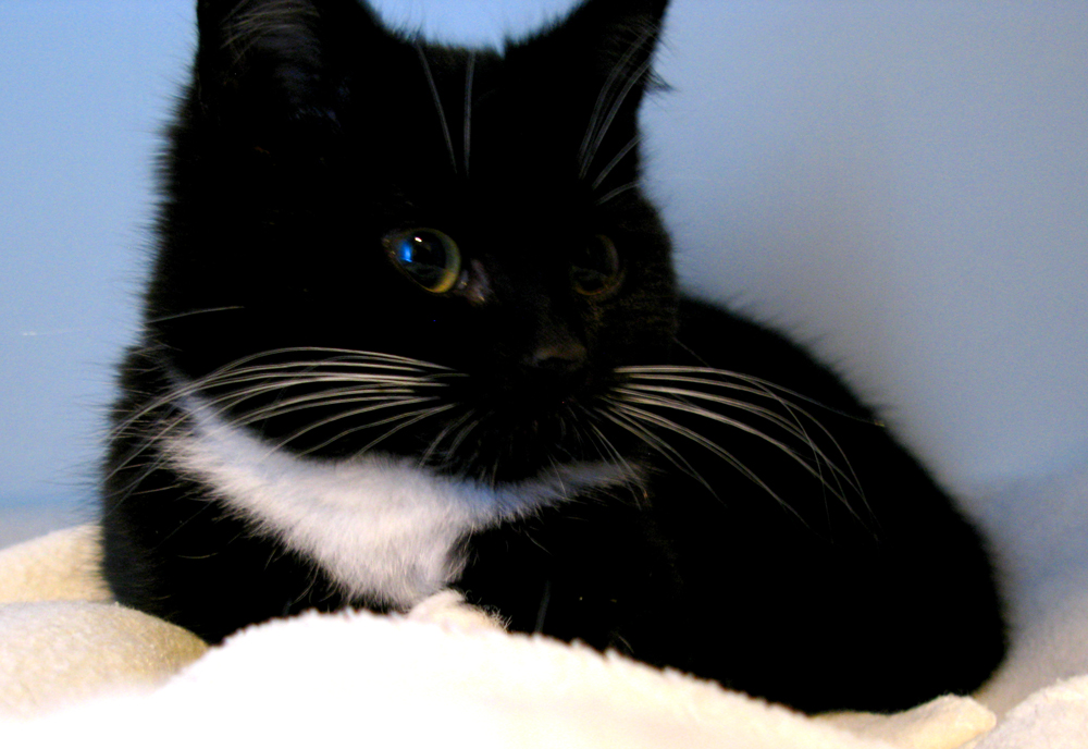 cat