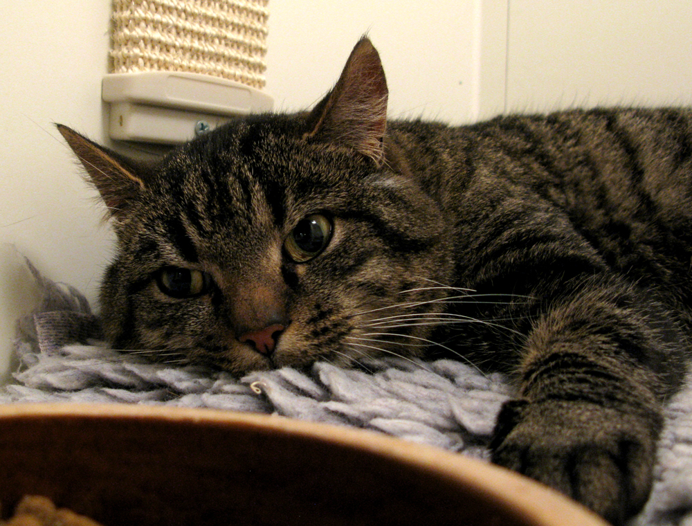 cat