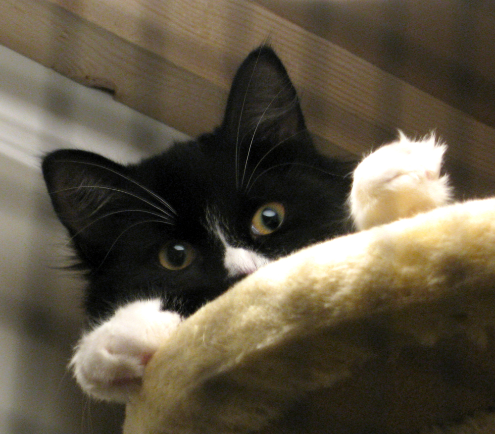 cat