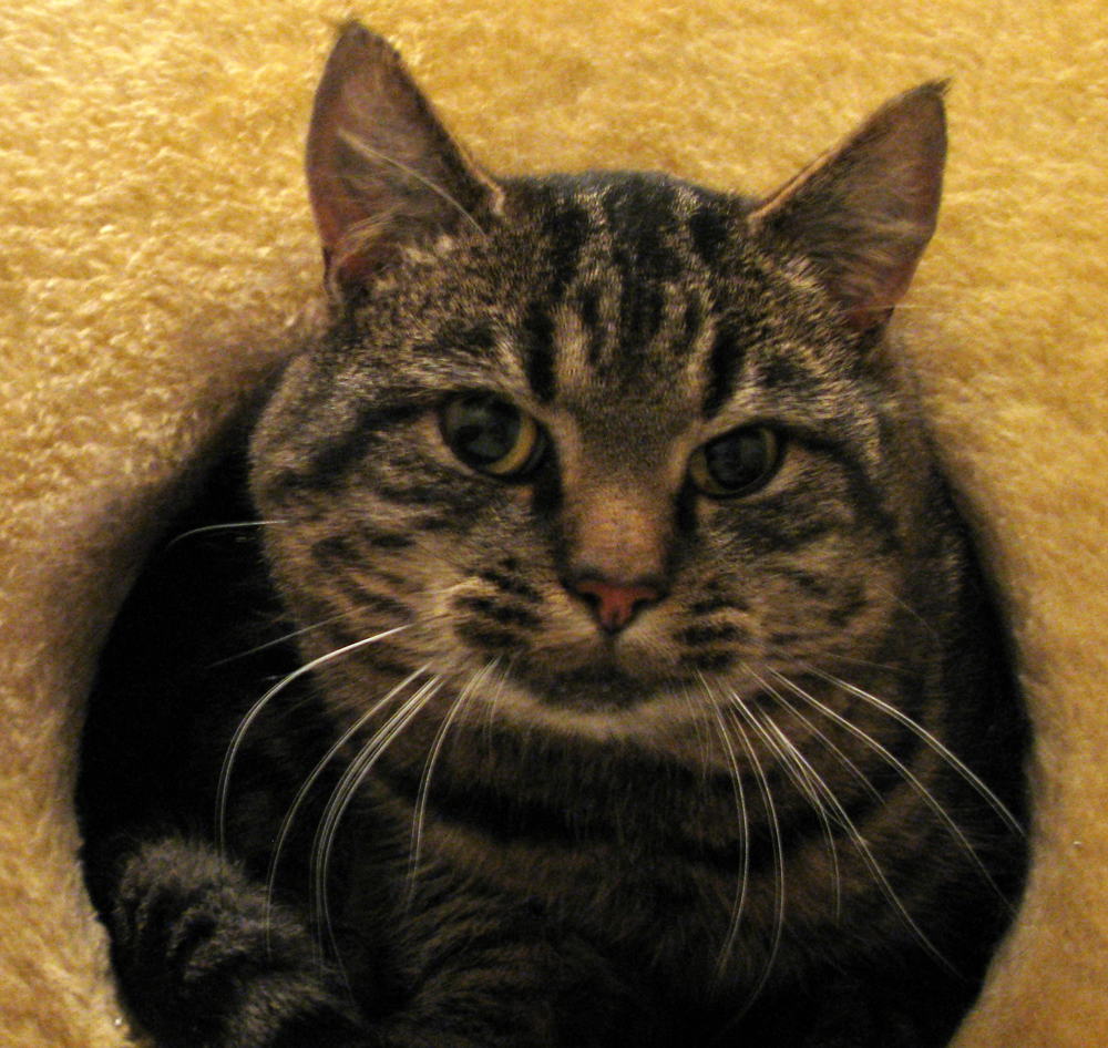 cat