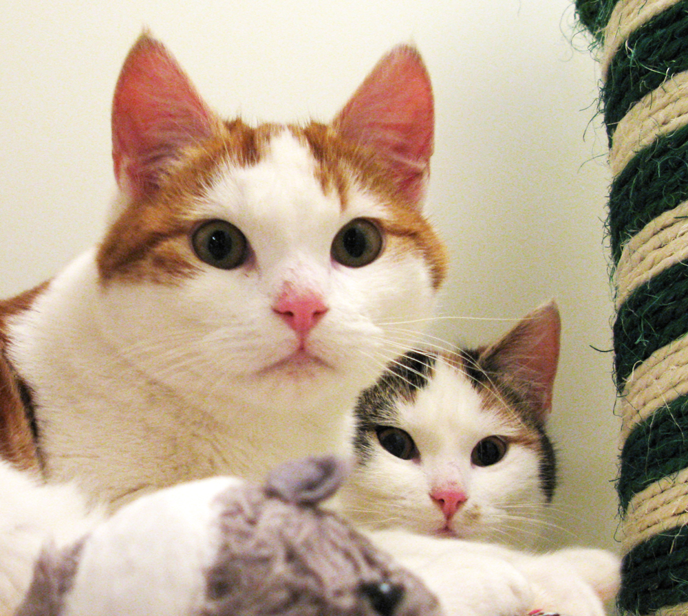 cats