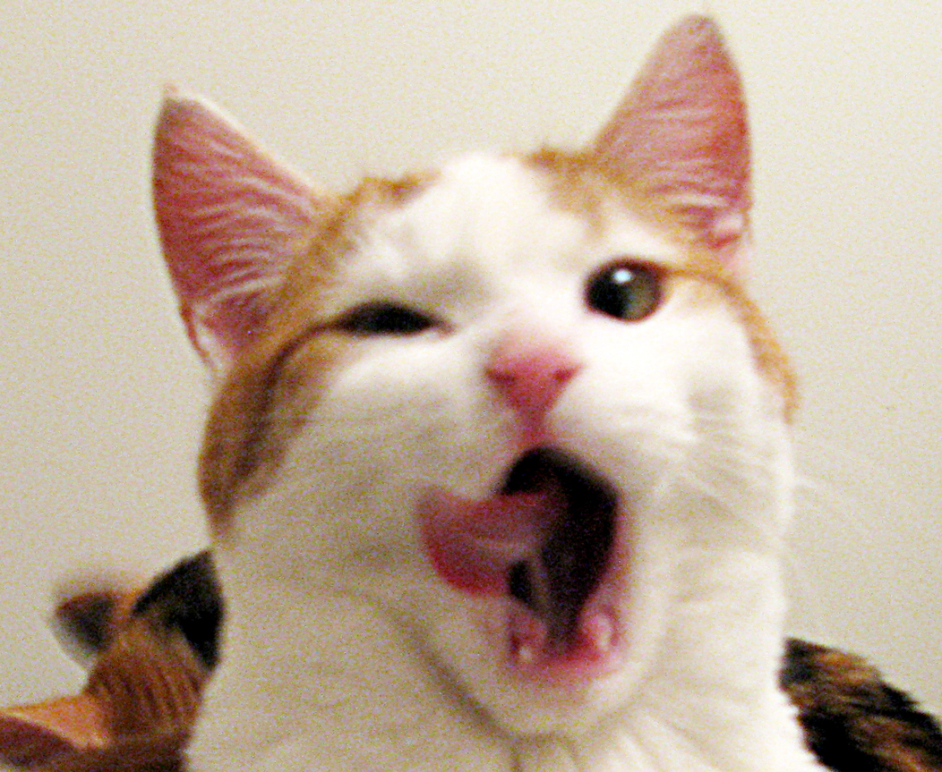 cat