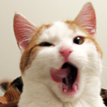 cat