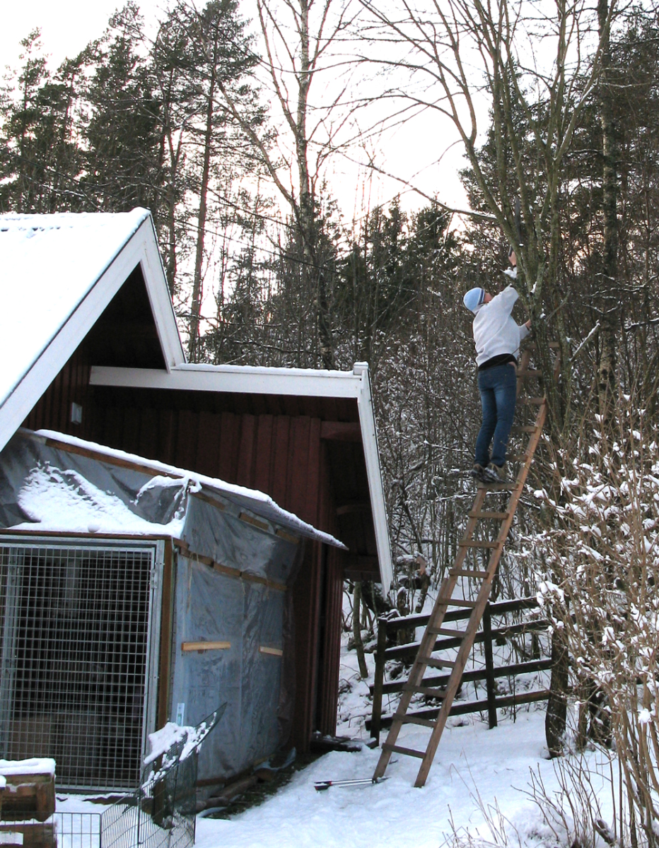 cutting sticks for the rabbits