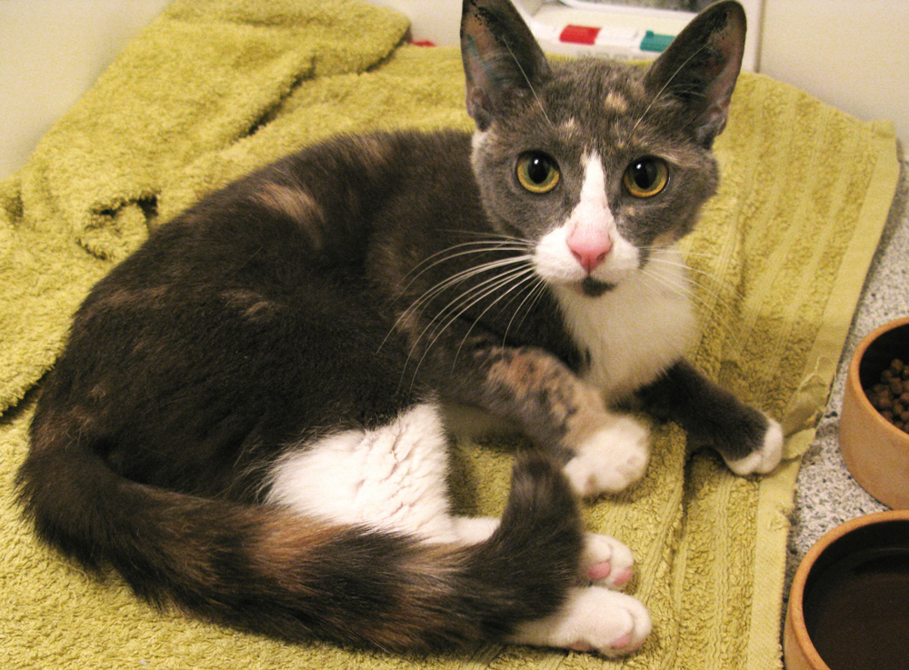 cat