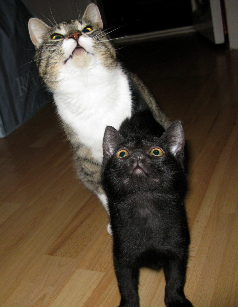 cats