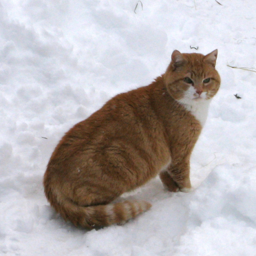 cat