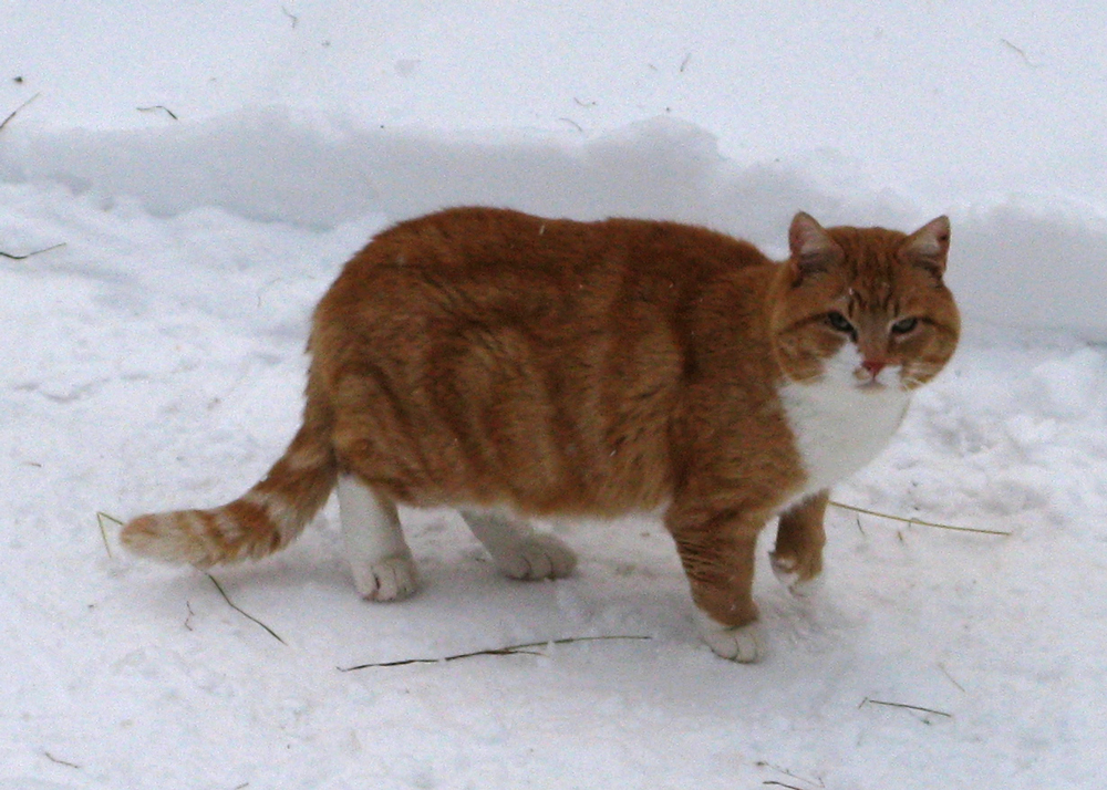 cat