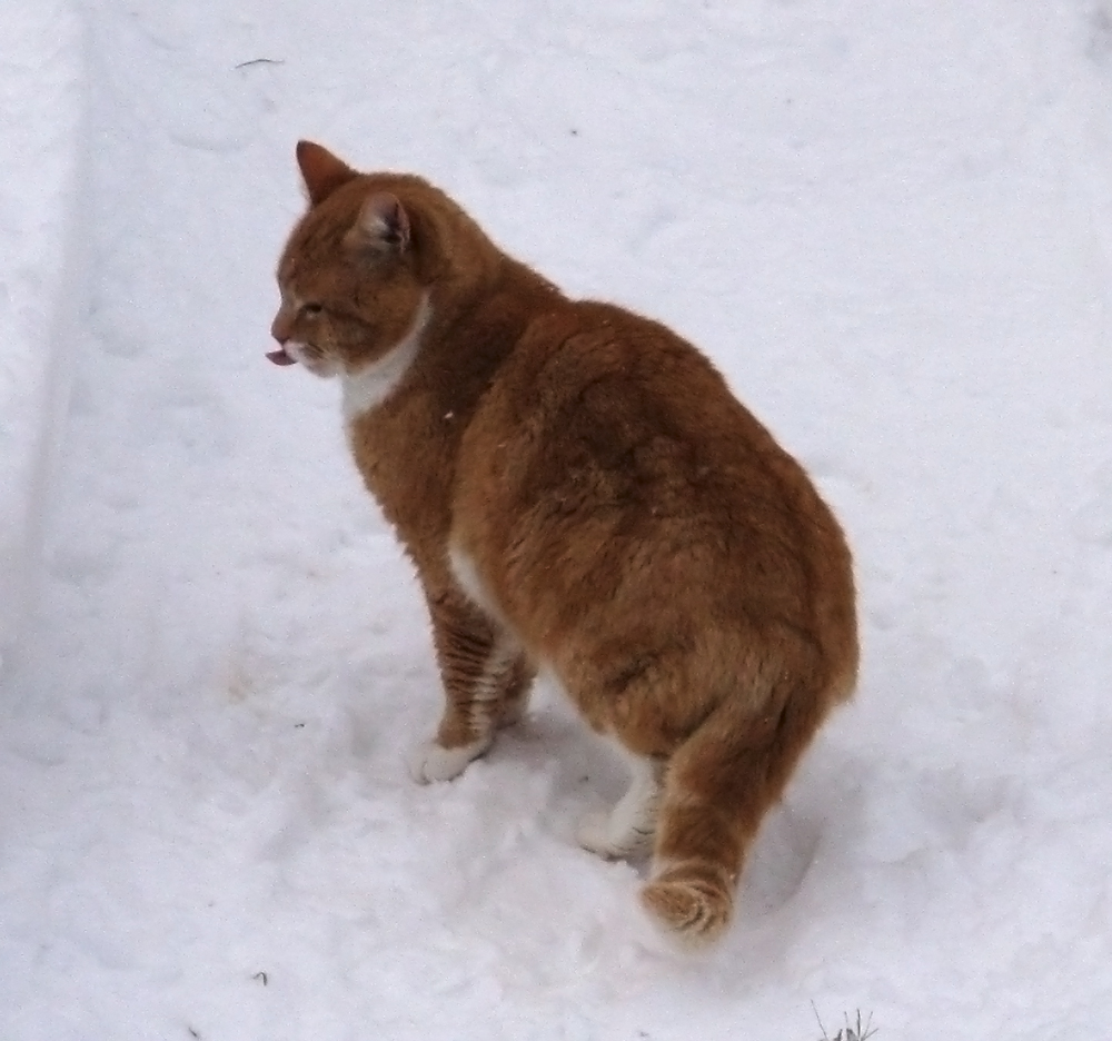cat