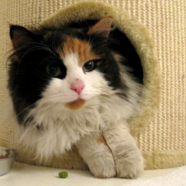 cat