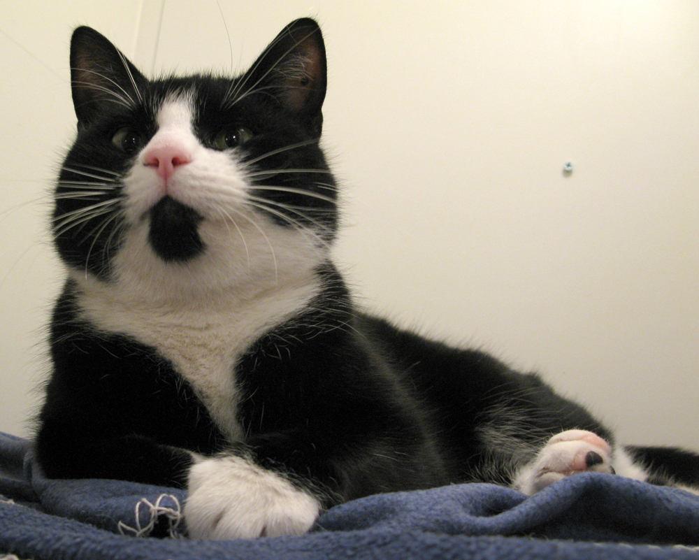 cat